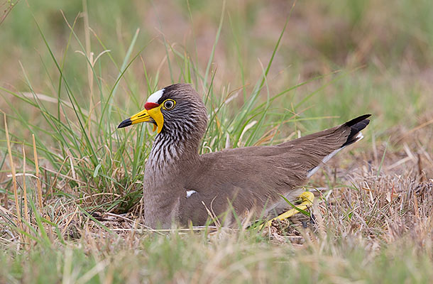 Wattled Plover on nest